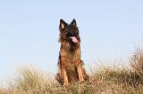 BERGER ALLEMAND 008